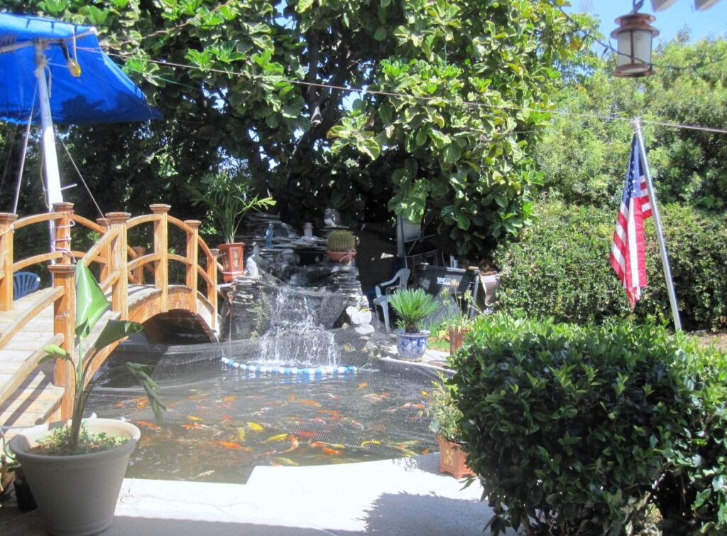 KOI Pond on August 28, 2010 (3)[1]